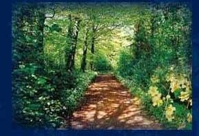 Take a leisurely walk in Portumna Forest Park