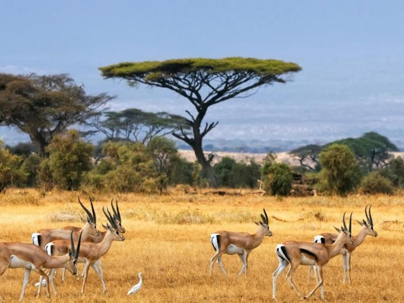 Amboseli National Park in Kenya